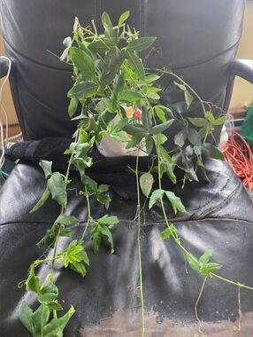 Medium Sized PASSIONFLOWER PASSION FRUIT VINE Well Rooted